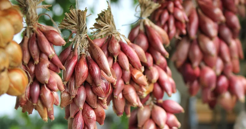 Rendre votre gratin vraiment végétarien (et pas juste « sans viande »)